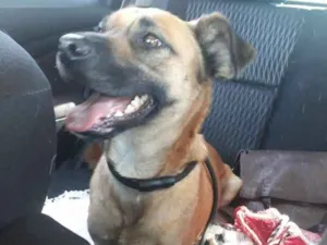Cachorro raça Srd idade 1 ano nome Bento