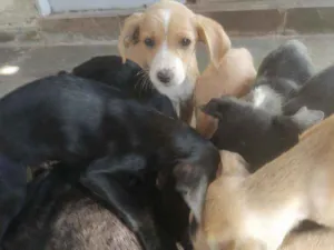 Cachorro raça Vira lata idade 2 a 6 meses nome São 6 cachorros