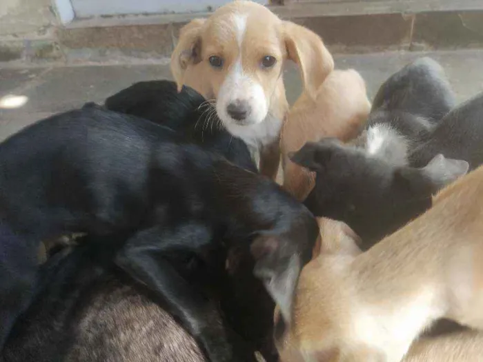 Cachorro ra a Vira lata idade 2 a 6 meses nome São 6 cachorros