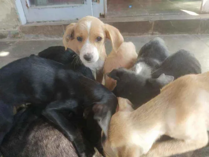 Cachorro ra a Vira lata idade 2 a 6 meses nome São 6 cachorros