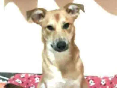Cachorro ra a  idade 7 a 11 meses nome Princesa