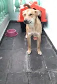 Princesa