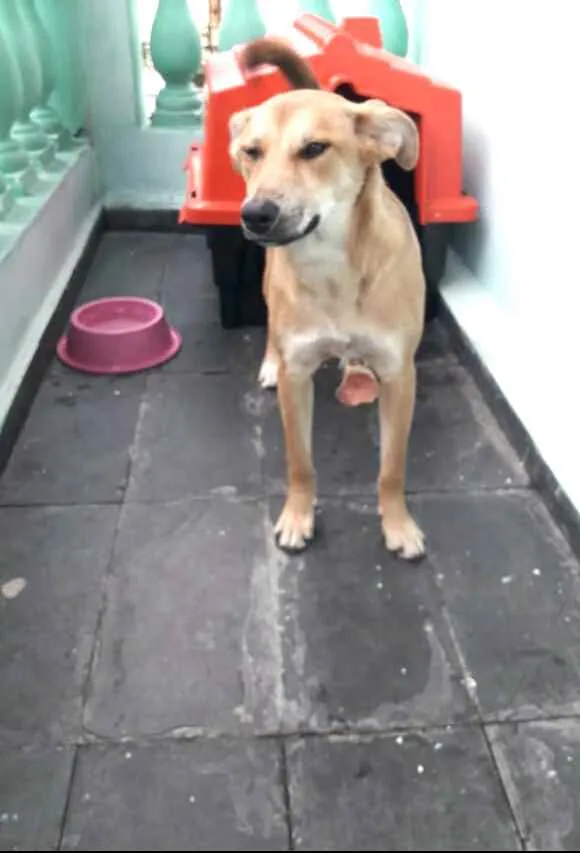 Cachorro ra a  idade 7 a 11 meses nome Princesa
