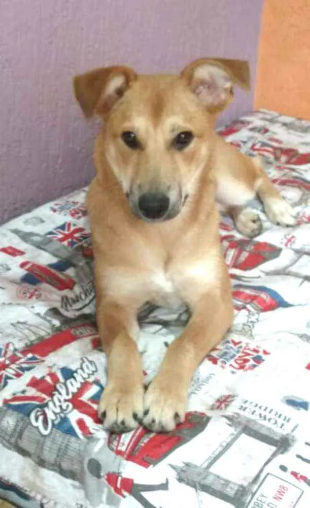 Cachorro ra a  idade 7 a 11 meses nome Princesa