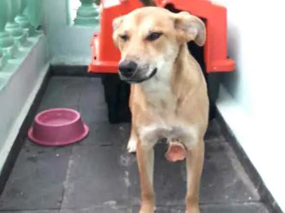 Cachorro ra a  idade 7 a 11 meses nome Princesa