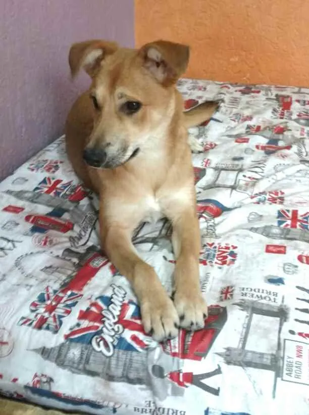 Cachorro ra a  idade 7 a 11 meses nome Princesa