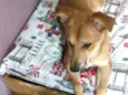 Princesa