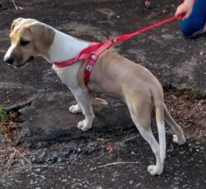 Cachorro ra a Vira lata idade 2 a 6 meses nome Estrela