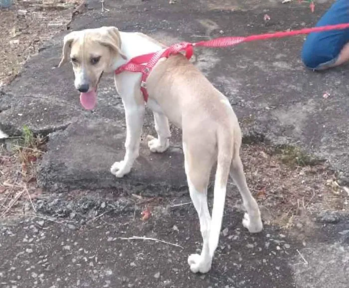 Cachorro ra a Vira lata idade 2 a 6 meses nome Estrela