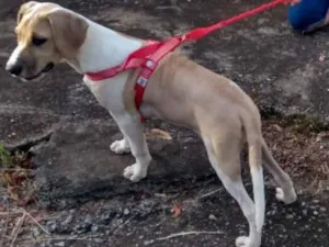 Cachorro raça Vira lata idade 2 a 6 meses nome Estrela