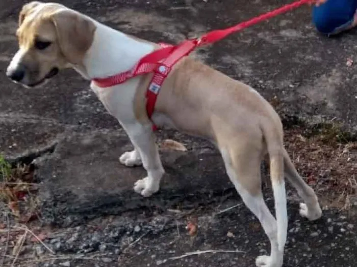 Cachorro ra a Vira lata idade 2 a 6 meses nome Estrela