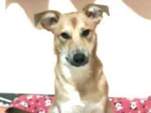 Cachorro raça  idade 7 a 11 meses nome Princesa 
