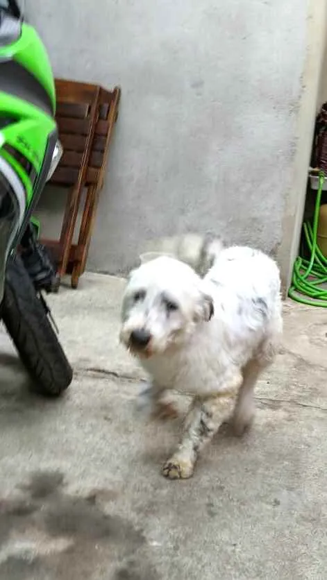 Cachorro ra a  idade 4 anos nome Cícero