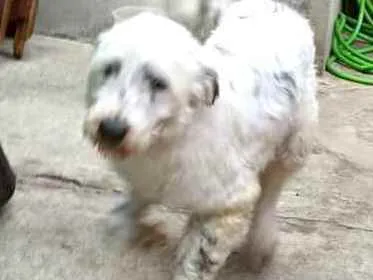 Cachorro ra a  idade 4 anos nome Cícero