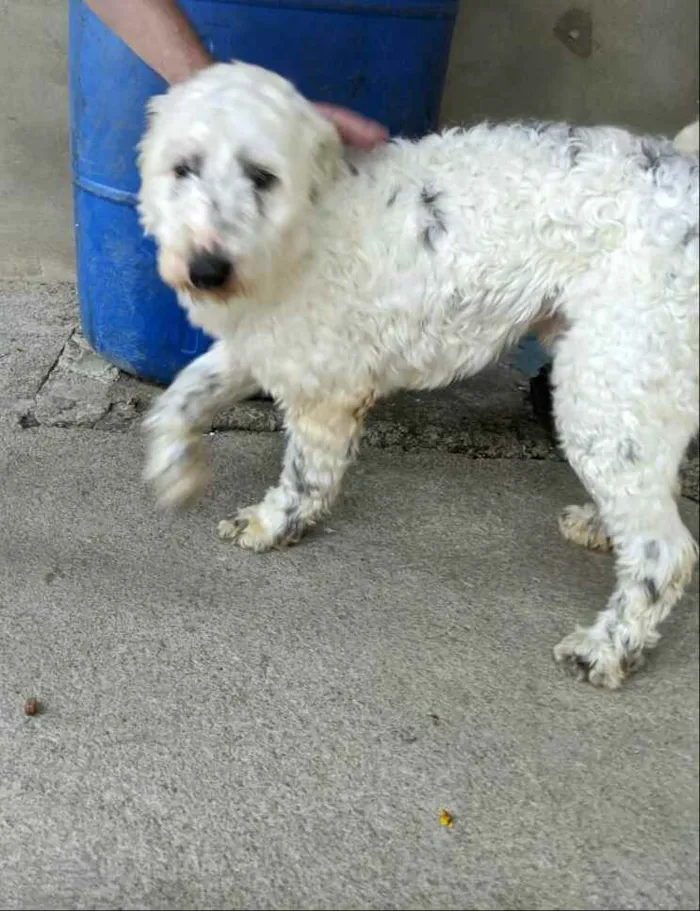 Cachorro ra a  idade 4 anos nome Cícero