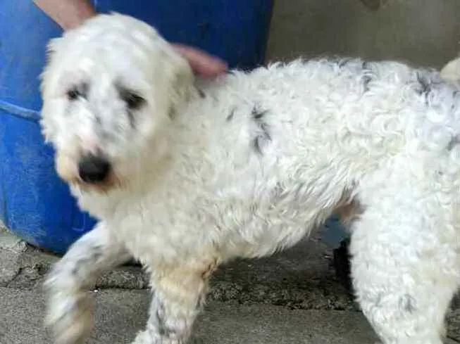 Cachorro ra a  idade 4 anos nome Cícero