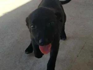 Cachorro raça Misturada labrador com cocker  idade Abaixo de 2 meses nome A escolher 