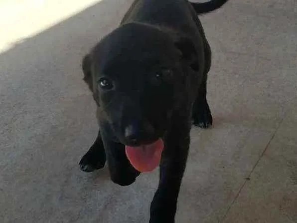 Cachorro ra a Misturada labrador com cocker  idade Abaixo de 2 meses nome A escolher 