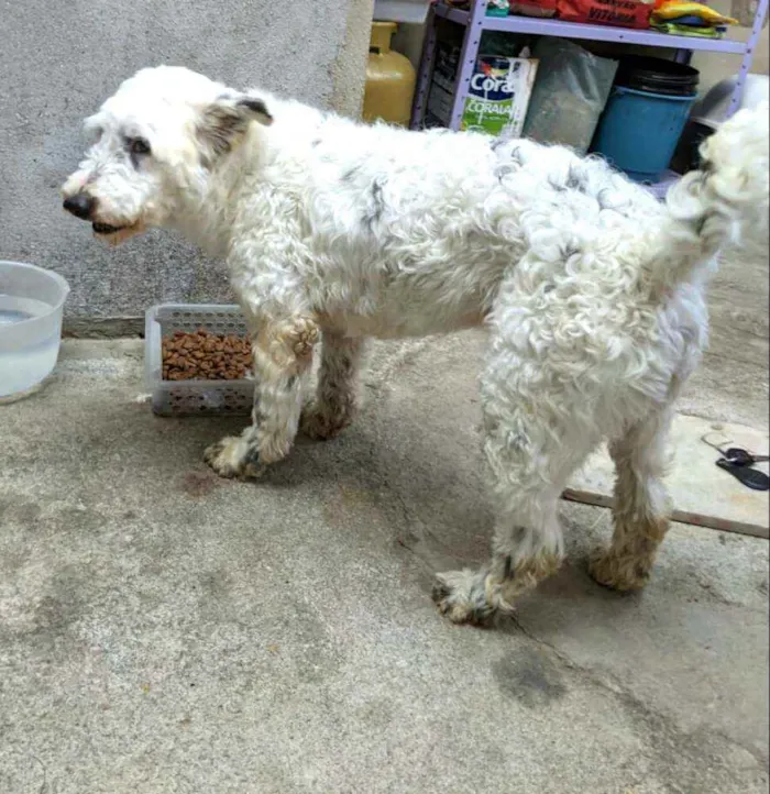 Cachorro ra a  idade 4 anos nome Cícero