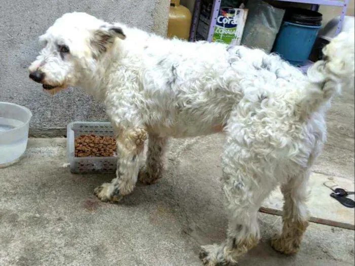 Cachorro ra a  idade 4 anos nome Cícero