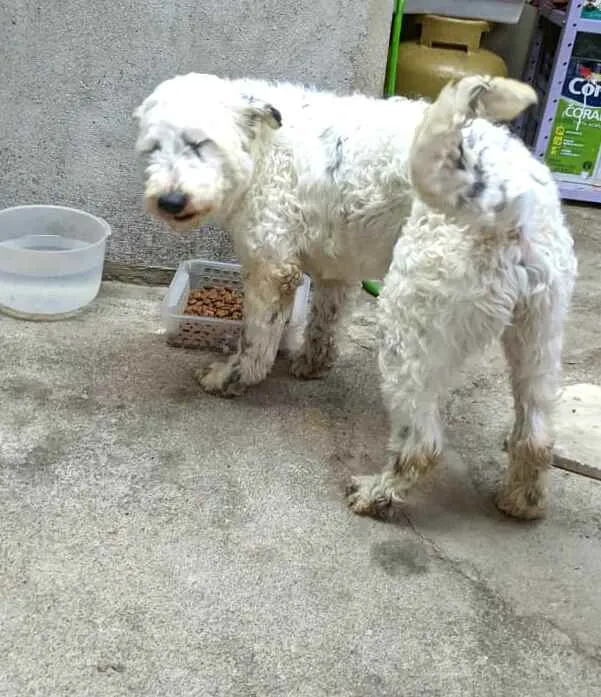 Cachorro ra a  idade 4 anos nome Cícero