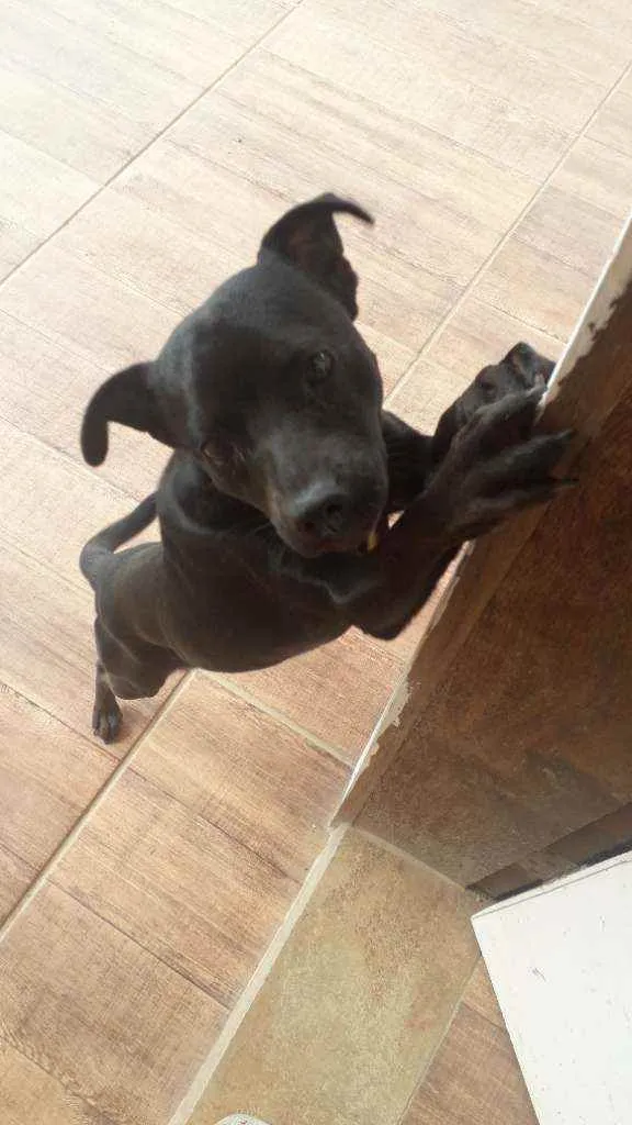 Cachorro raça Indefinida  idade 2 anos nome Blackout 