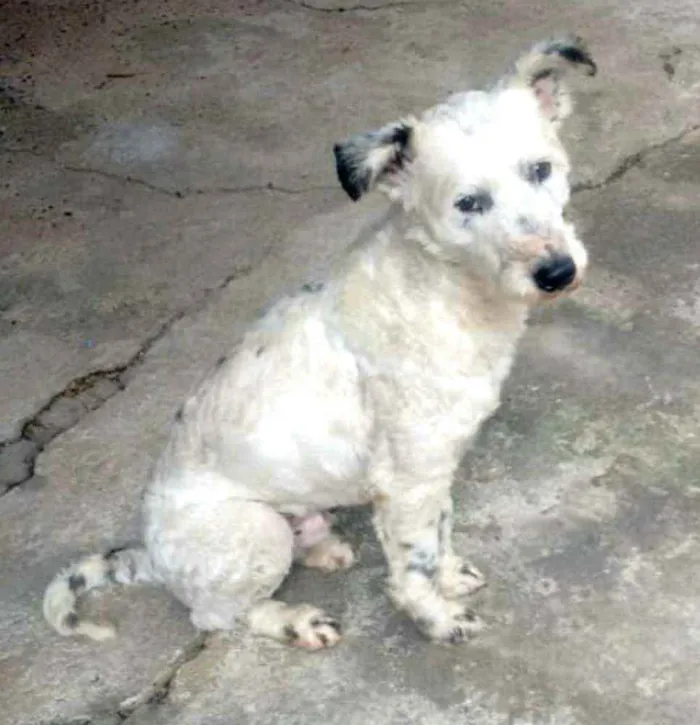 Cachorro ra a  idade 4 anos nome Cícero