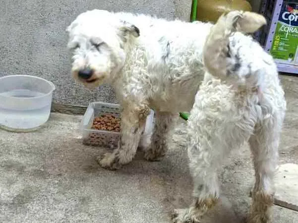 Cachorro ra a  idade 4 anos nome Cícero