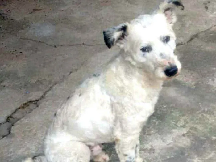 Cachorro ra a  idade 4 anos nome Cícero