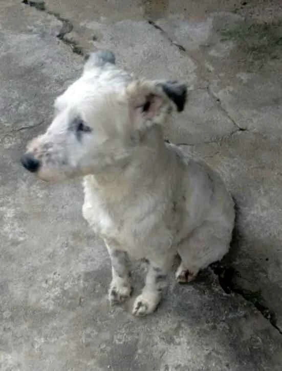 Cachorro ra a  idade 4 anos nome Cícero