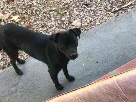 Cachorro raça Indefinida  idade 2 anos nome Blackout 