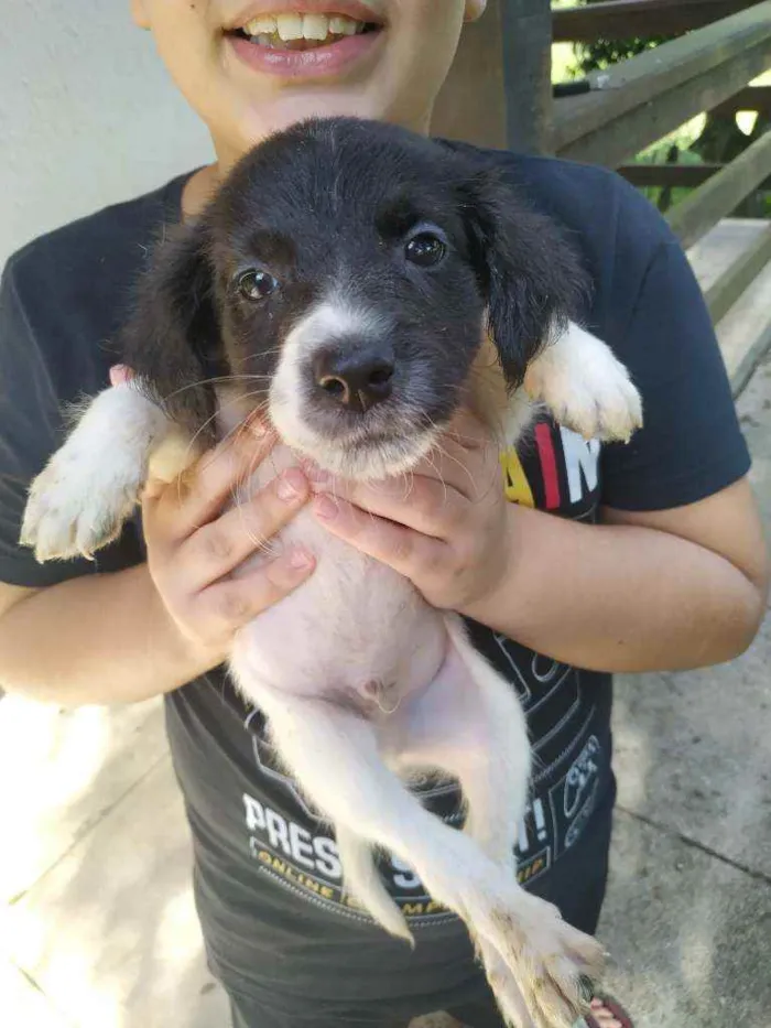 Cachorro ra a Misturada labrador com cocker  idade Abaixo de 2 meses nome A escolher 