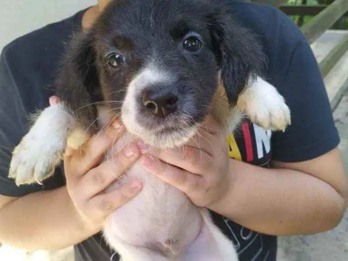 Cachorro ra a Misturada labrador com cocker  idade Abaixo de 2 meses nome A escolher 