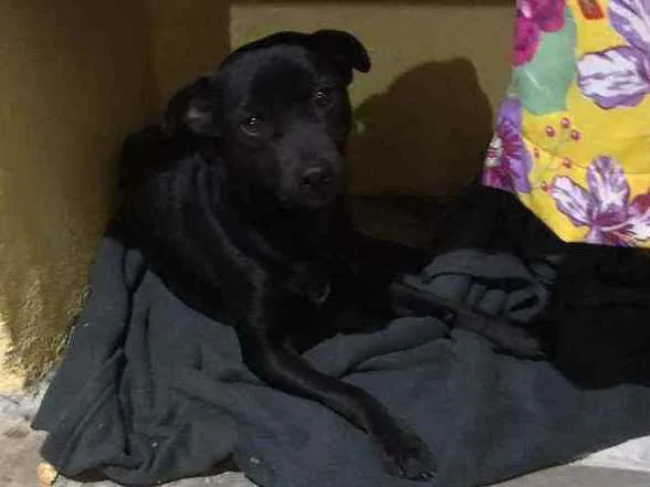 Cachorro raça Indefinida  idade 2 anos nome Blackout 