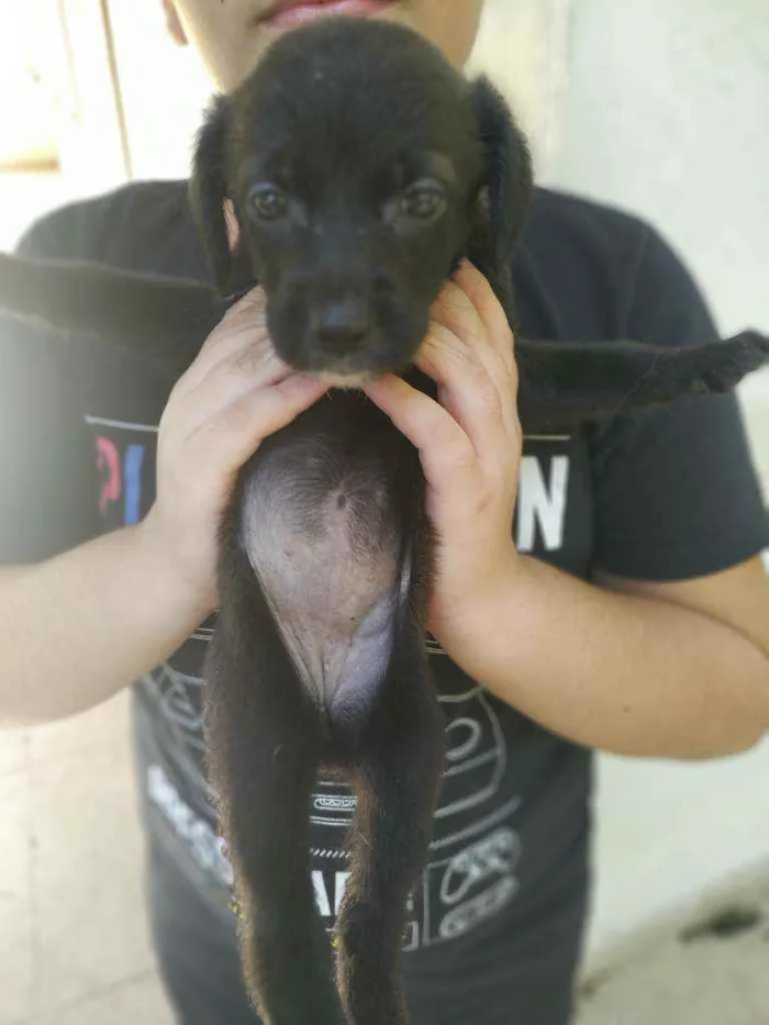 Cachorro ra a Misturada labrador com cocker  idade Abaixo de 2 meses nome A escolher 