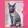 Amora