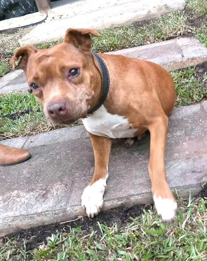 Cachorro ra a Pit Bull  idade 6 ou mais anos nome Lolla