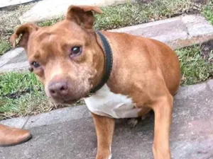 Cachorro raça Pit Bull  idade 6 ou mais anos nome Lolla 
