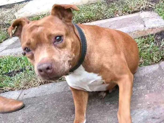 Cachorro ra a Pit Bull  idade 6 ou mais anos nome Lolla