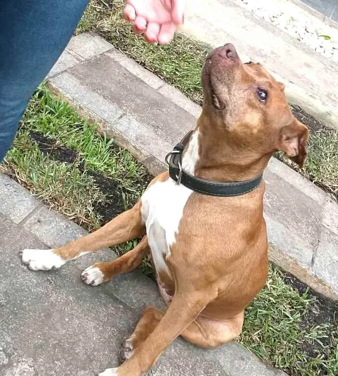 Cachorro ra a Pit Bull  idade 6 ou mais anos nome Lolla