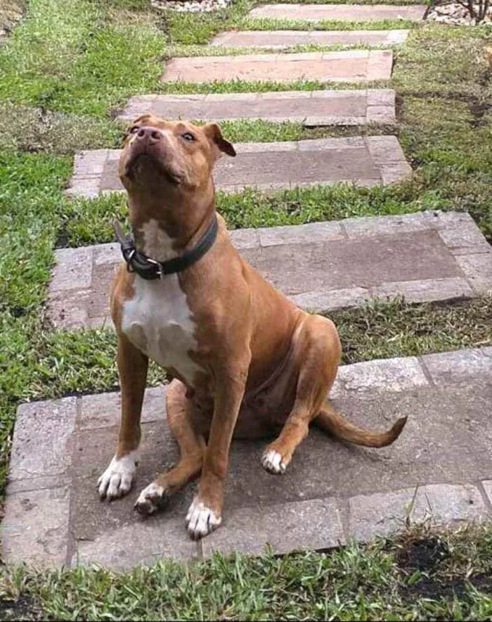Cachorro ra a Pit Bull  idade 6 ou mais anos nome Lolla