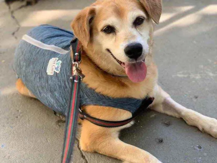 Cachorro ra a  idade 5 anos nome CARAMELO