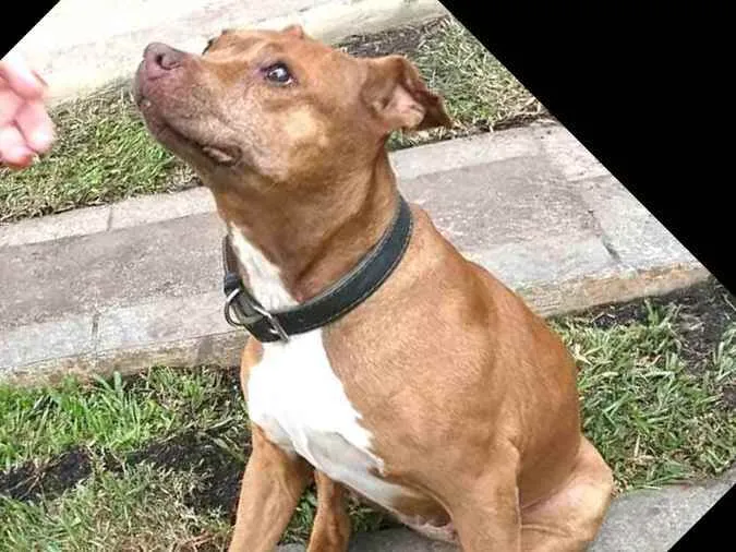 Cachorro ra a Pit Bull  idade 6 ou mais anos nome Lolla
