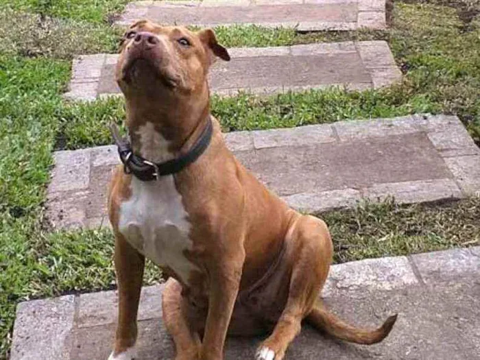 Cachorro ra a Pit Bull  idade 6 ou mais anos nome Lolla