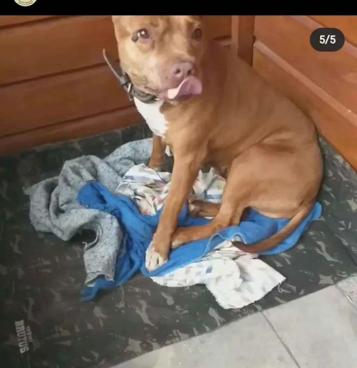 Cachorro ra a Pit Bull  idade 6 ou mais anos nome Lolla