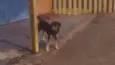 OTTO (provisório)