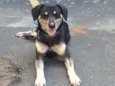 OTTO (provisório)