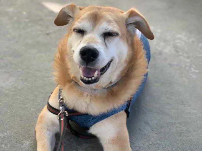 Cachorro ra a  idade 5 anos nome CARAMELO