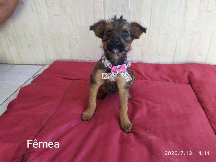 Cachorro ra a Vira-latas idade 2 a 6 meses nome Sem nome