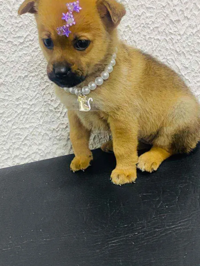 Cachorro ra a  idade Abaixo de 2 meses nome Alice